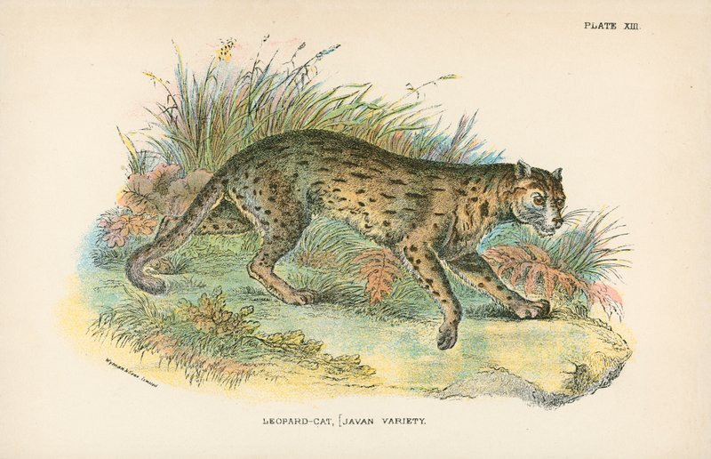 Leopard-Cat, [Javan Variety] af English School