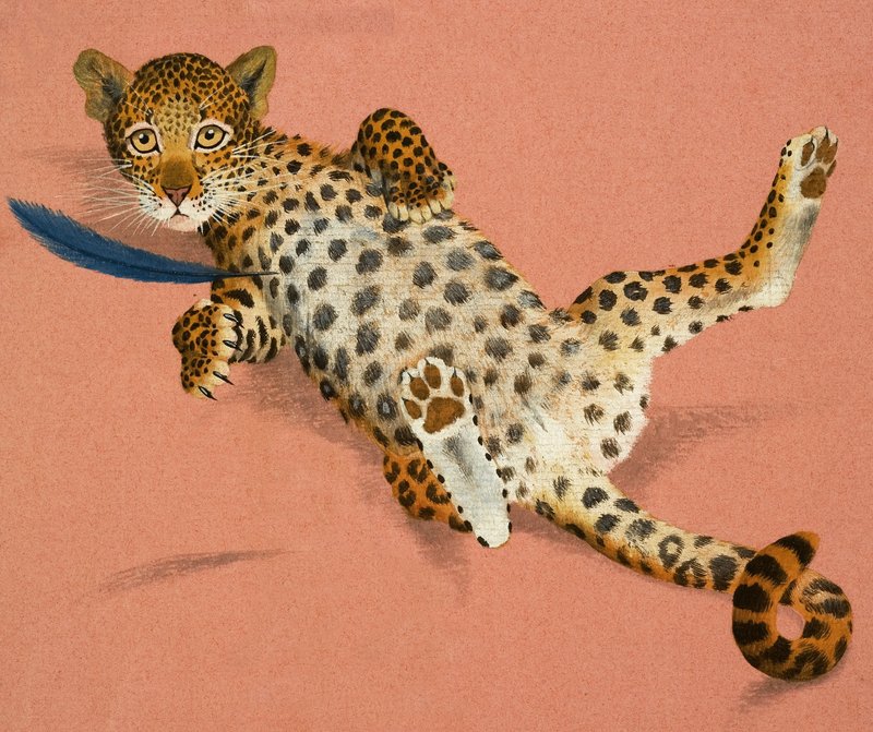 Leopardunge af English School
