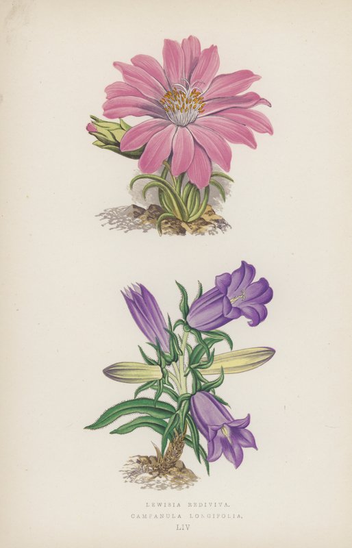 Lewisia Rediviva; Campanula Longifolia (farve litho) af English School