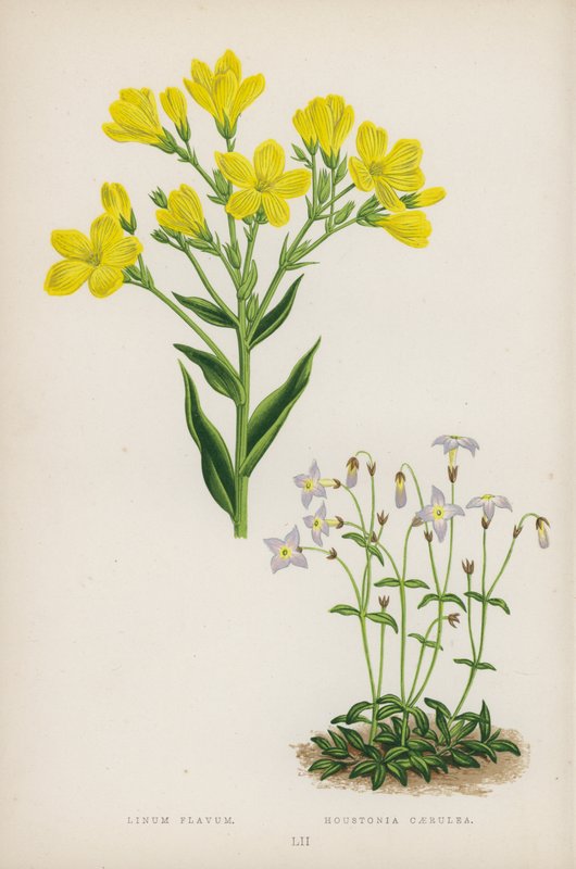 gul hør; Houstonia Blue (farve litho) af English School