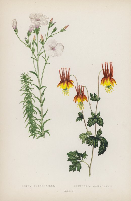 Linum Salsoloides; Aquilegia canadensis (farve litho) af English School