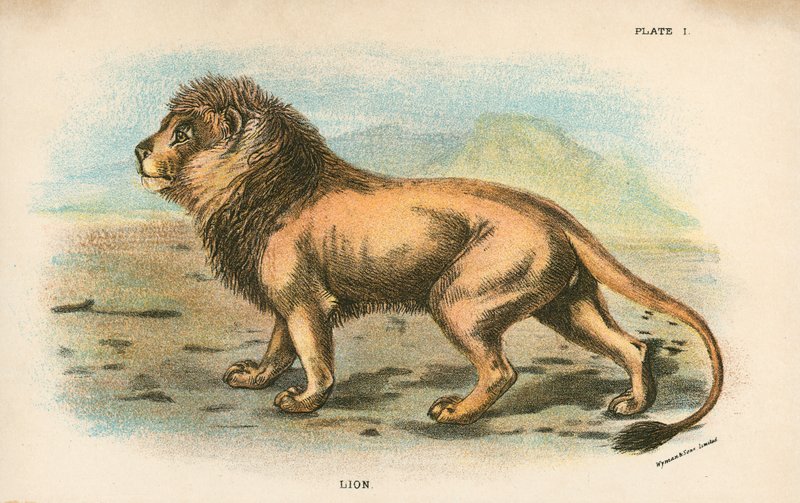 Lion af English School