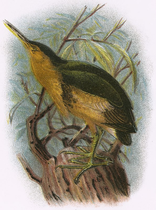 Lille Bittern af English School