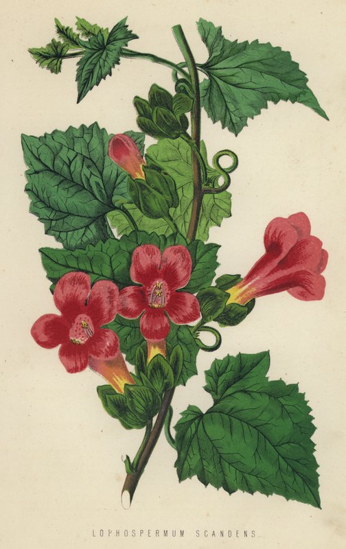 Lophospermum Scandens (chromolith) af English School