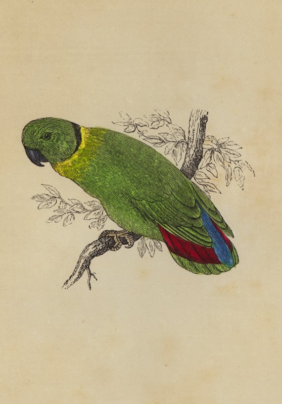 Love Bird (farve litho) af English School