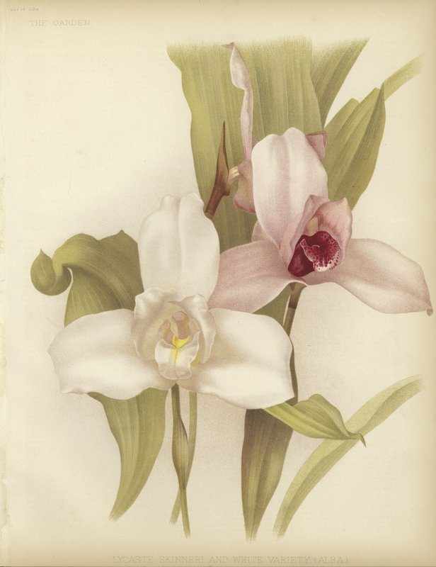 Lycaste skinneri og hvid sort af English School