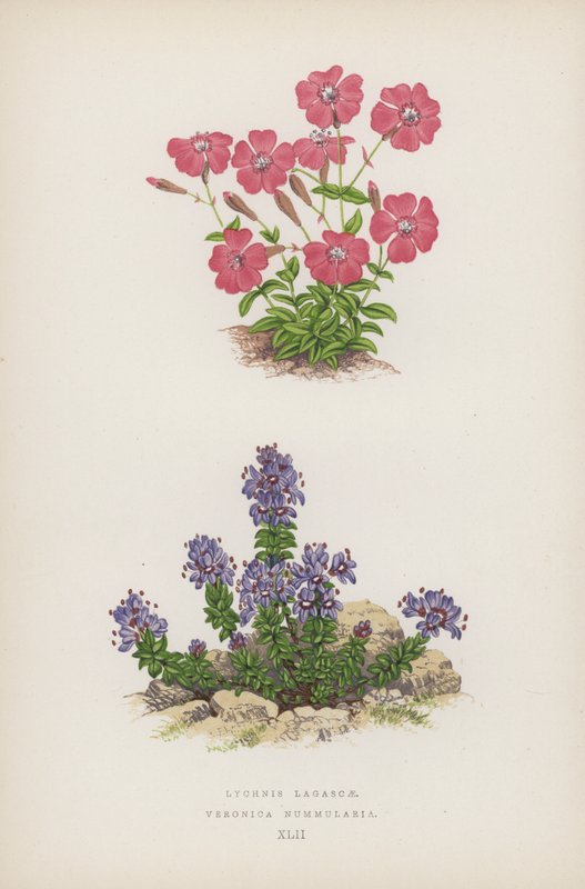 Lychnis af Lagasca; Veronica Nummularia (farve litho) af English School