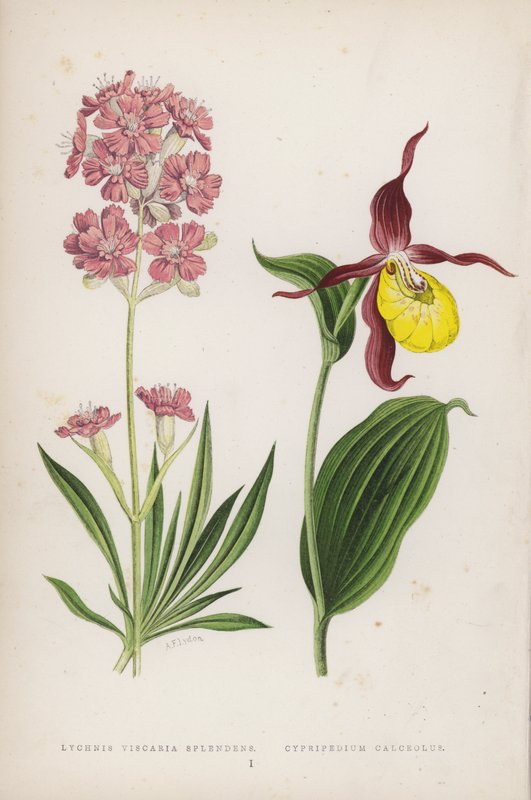 Lychnis Viscaria skinner; Cypripedium Calceolus (farve litho) af English School