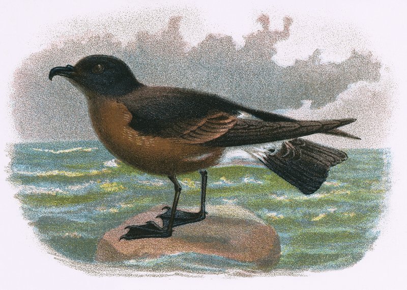Petrel træ af English School