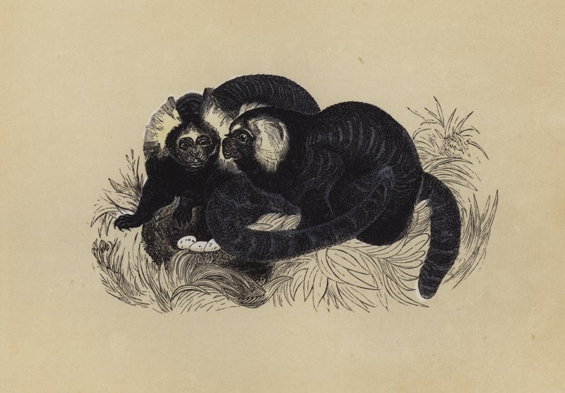 Marmozet (farve litho) af English School