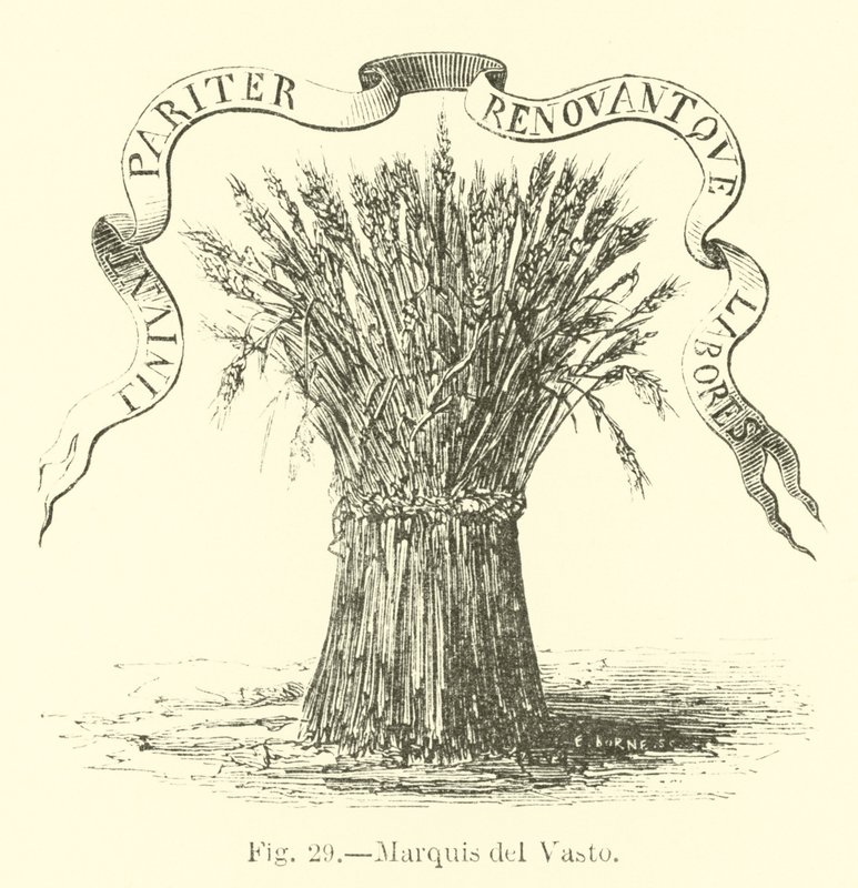 Marquis del Vasto af English School