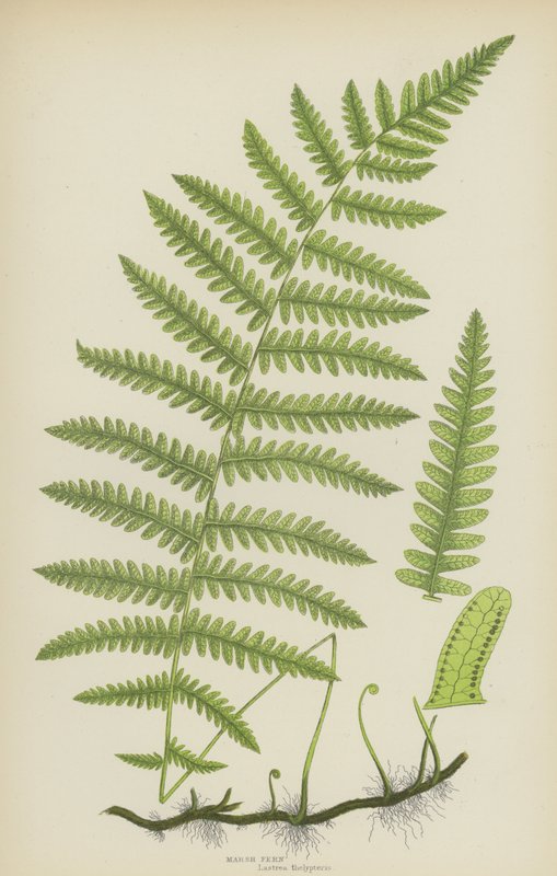 Marsh Fern (farve litho) af English School