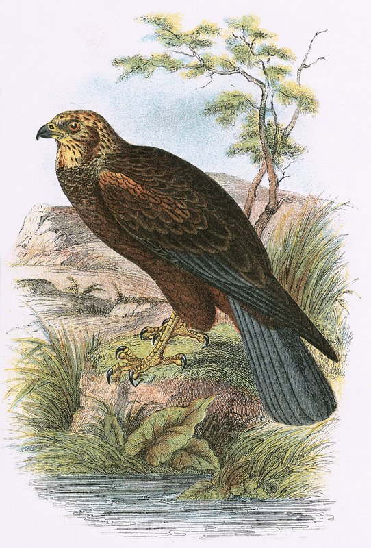 Marsh Harrier af English School