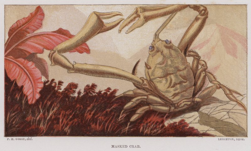 Maskeret krabbe (farve litho) af English School