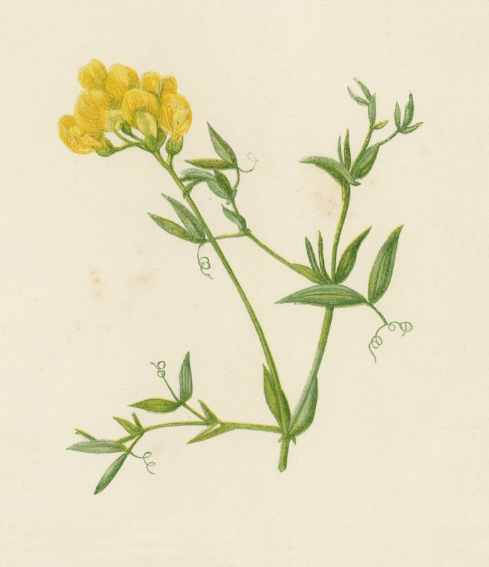 Engvikling, Lathyrus Pratensis (farve litho) af English School