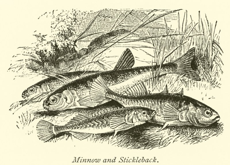 Minnow og Stickleback af English School