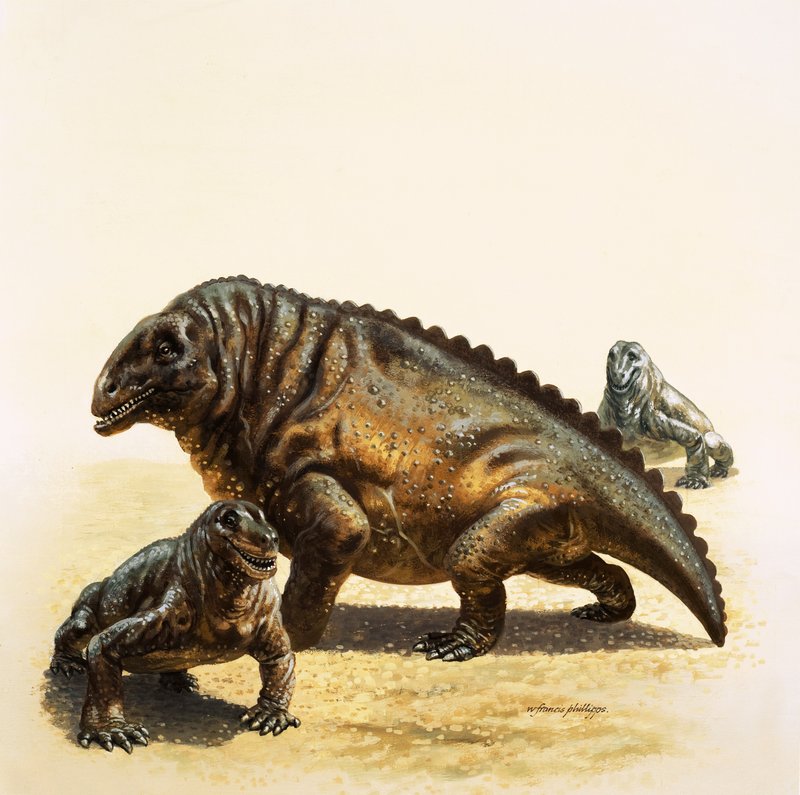 Moschops af English School