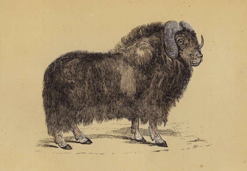 Moskusokse (farve litho) af English School