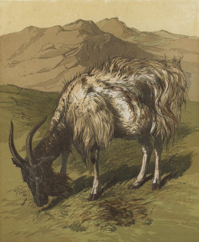 Min Billygoat (farvelitografi) af English School
