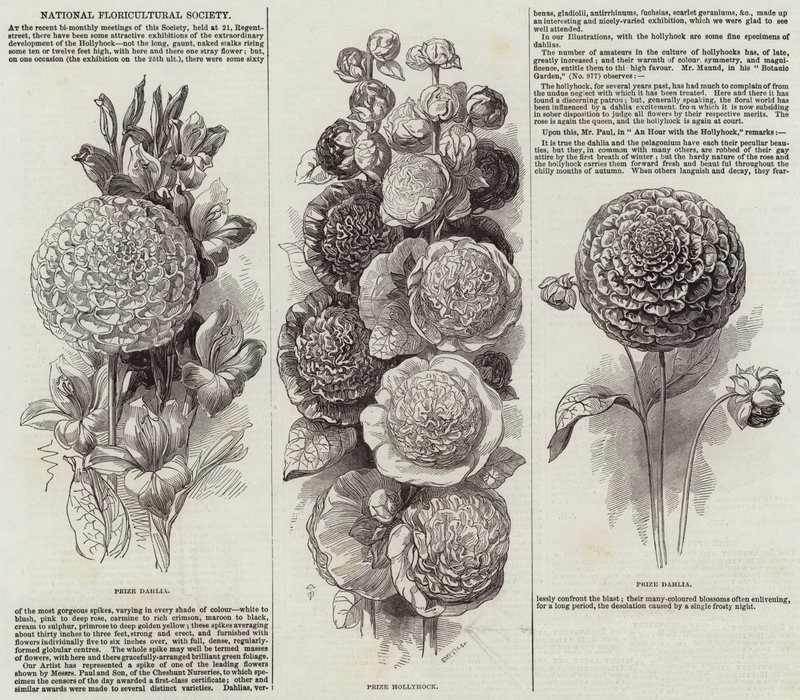 National Floricultural Society (gravering) af English School