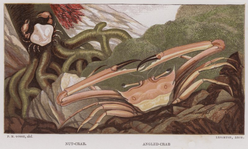 nøddekrabbe, vinklet krabbe (farve litho) af English School