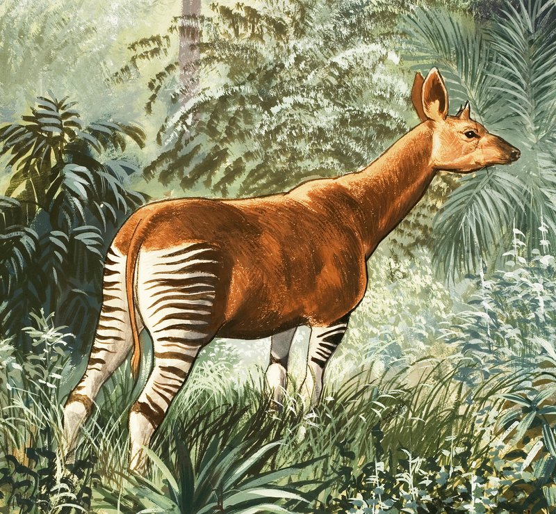 Okapi af English School
