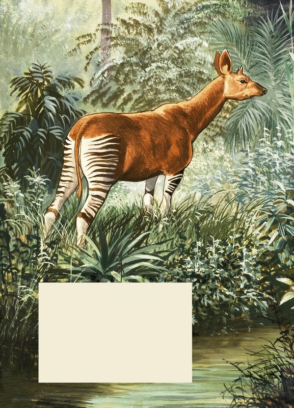 Okapi af English School