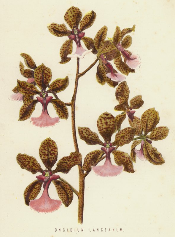 Oncidium Lanceanum (chromolith) af English School
