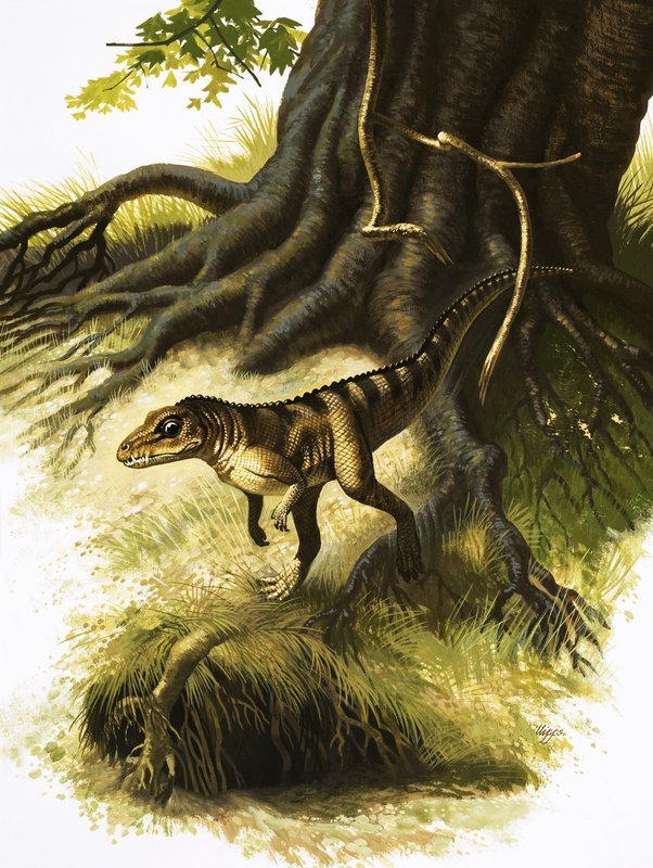 Onithosuchus af English School