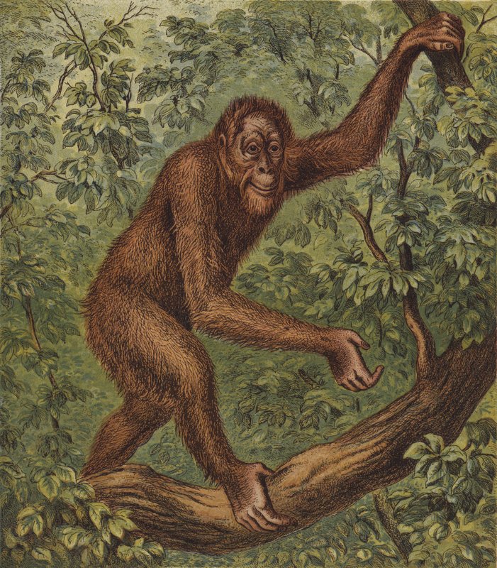 Orang-Outang (farvelitografi) af English School