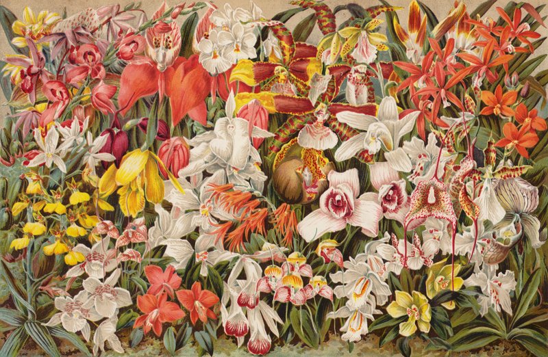 Orkidéhus (chromolitho) af English School