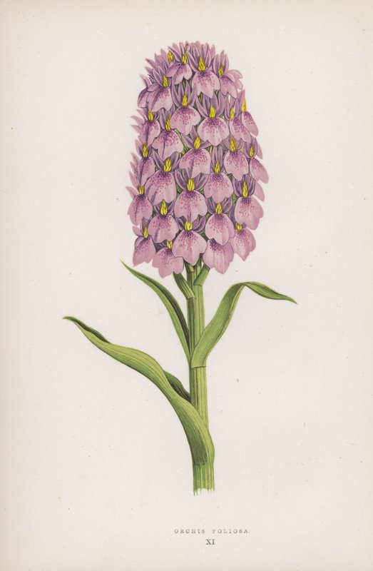 Orchis Foliosa (farve litografi) af English School