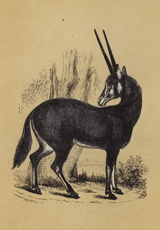 Oryx (farve litho) af English School
