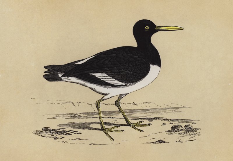 Oyster-catcher (farve litho) af English School