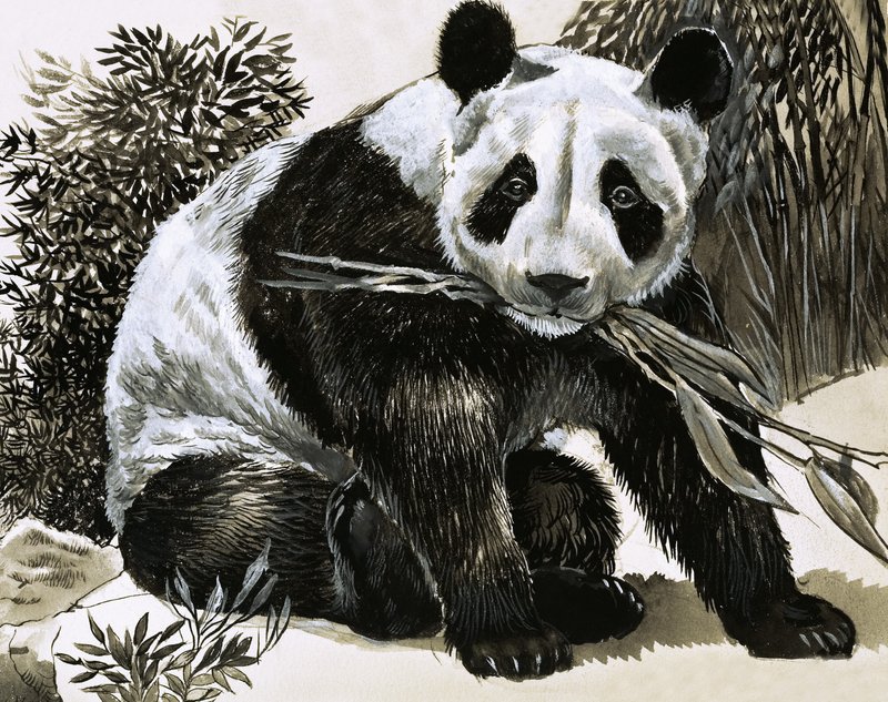 Panda af English School