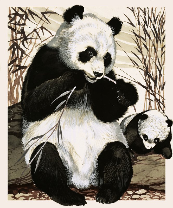 Panda og pandaunge af English School