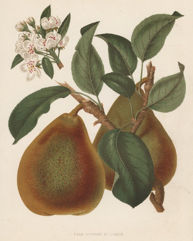 Pear Doyenne du Comice (farvelitografi) af English School