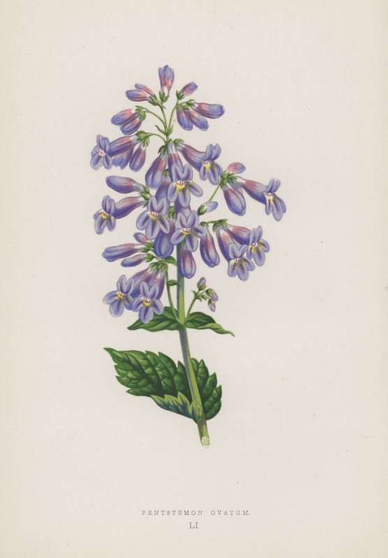 Pentstemon Ovatum (farvelitografi) af English School