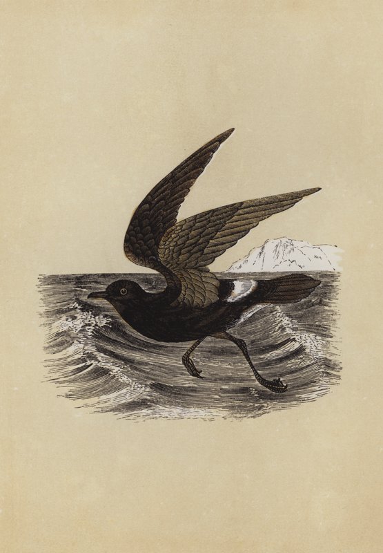 Petrel (farvelitografi) af English School