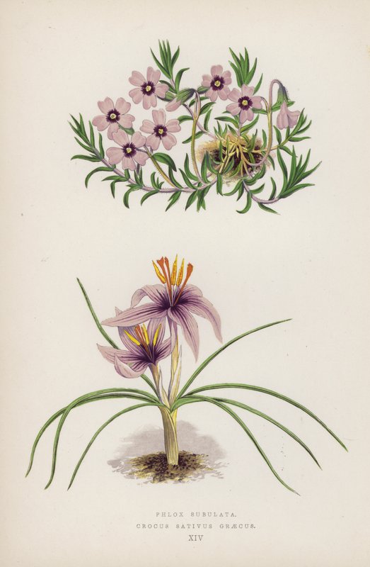 Phlox Subulata; Crocus sativus Greecus (farve litho) af English School