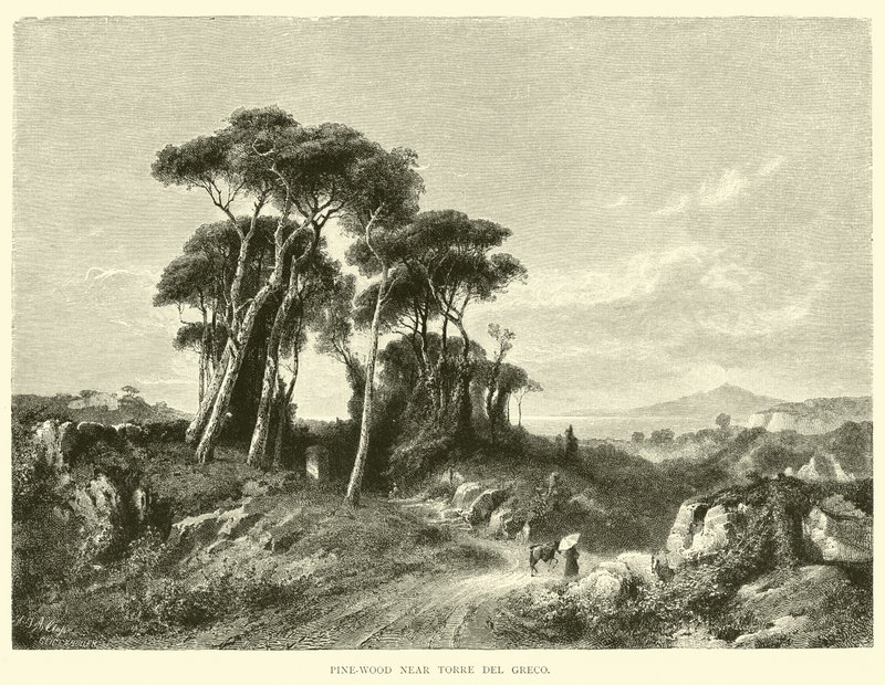Fyrretræ nær Torre del Greco af English School