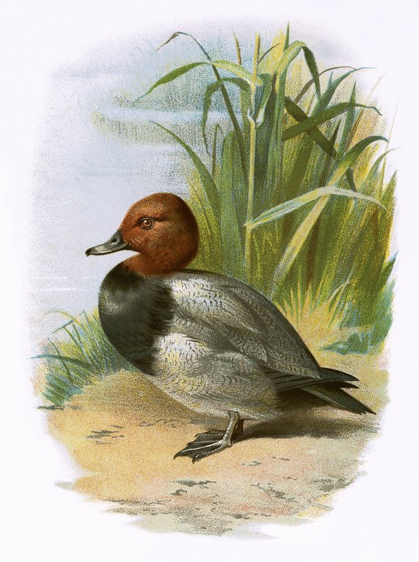 Pochard af English School