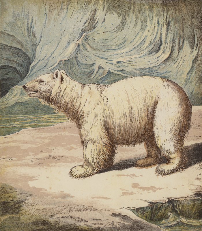 Isbjørn (farve litho) af English School