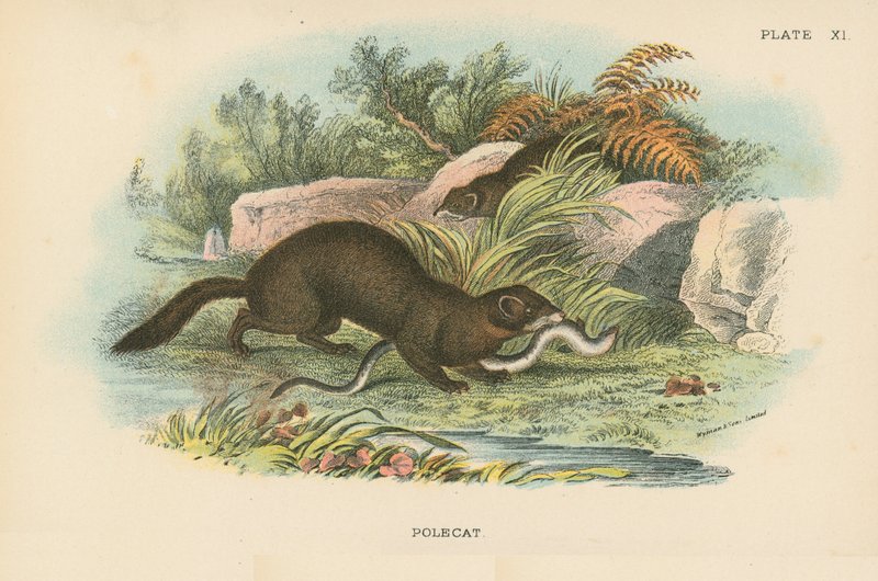 Polecat af English School