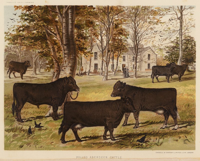 Polled Aberdeen Cattle (farvelitografi) af English School