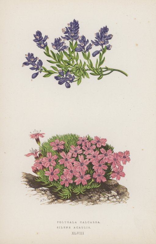 Polygala Calcarea; Silene Acaulis (farvelitografi) af English School