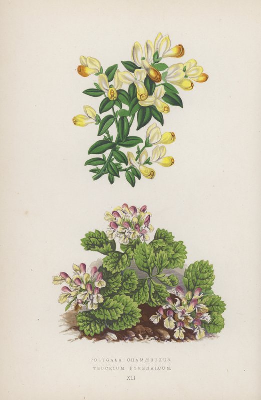 Polygala Chamaebuxus; Teucrium Pyrenaicum (farvelitografi) af English School