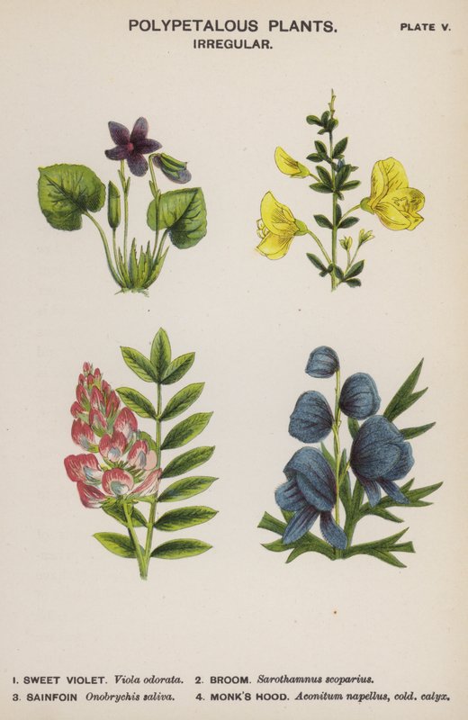 Flerbladede planter, uregelmæssige (farve litho) af English School