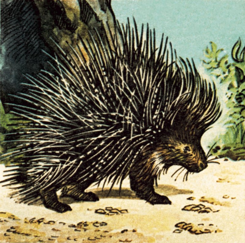 Porcupine af English School