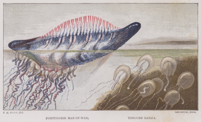 Portugisisk krigsmand, Tongued Sarsia (farve litho) af English School